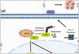 RNF31 represses cell progression and immune evasion via